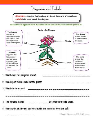 Preview image for worksheet with title Diagrams and Labels